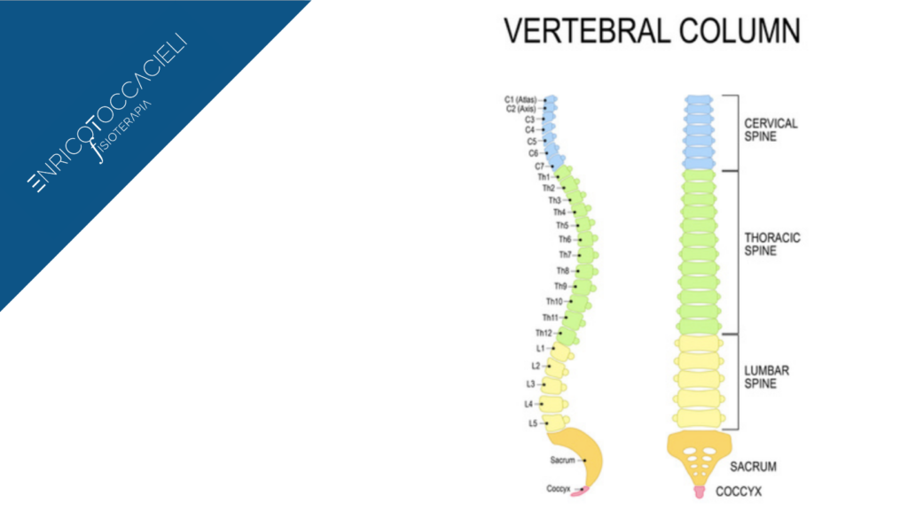 anatomia colonna vertebrale