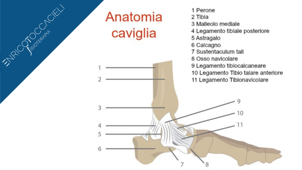 Anatomia artrosi della caviglia