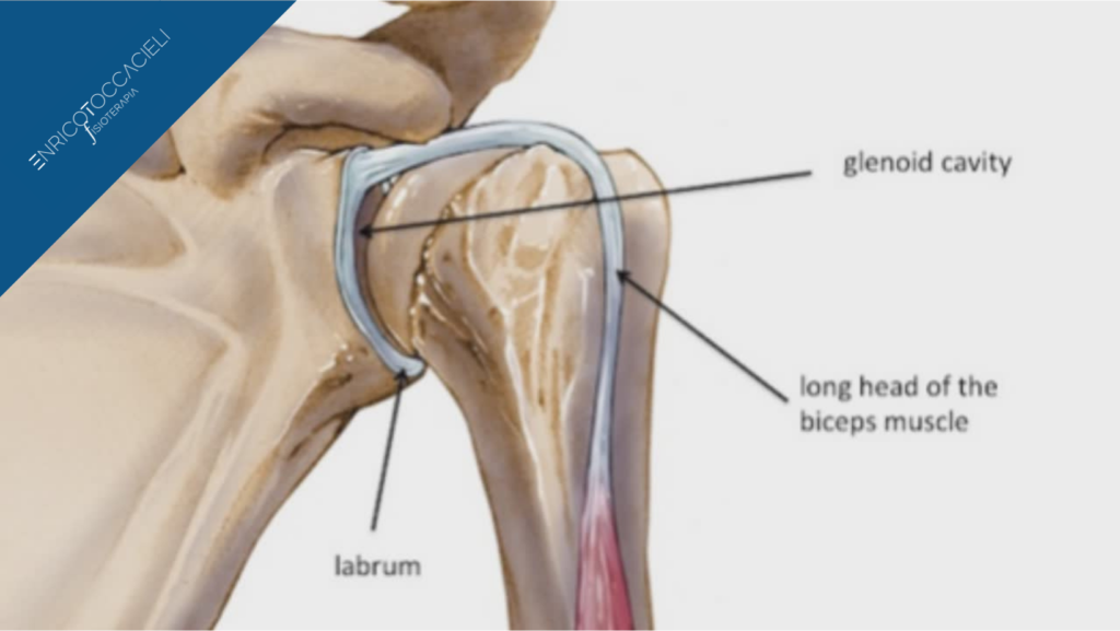 Anatomia dell'articolazione della spalla.