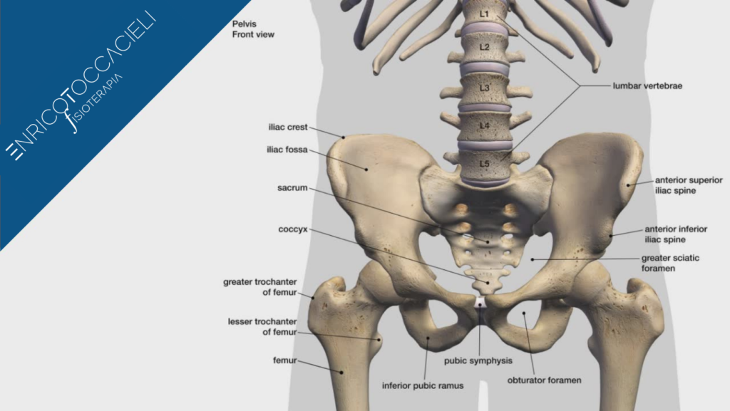 anatomia anca